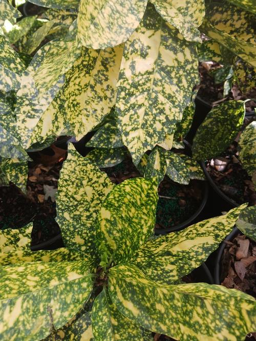 Marmorata Japanese Aucuba Aucuba japonica Marmorata from Pender Nursery