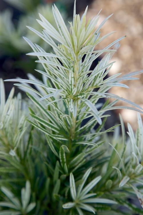 Roman Candle™ Podocarpus Podocarpus macrophyllus Roman Candle™ PP#28582 from Pender Nursery