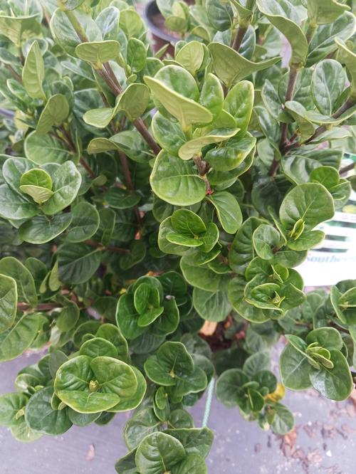 Diamond Spire™ Gardenia Gardenia Diamond Spire™ PP#32516 from Pender Nursery
