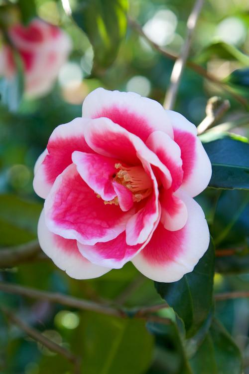 Christmas Carol™ Camellia Camellia x vernalis Christmas Carol™ from Pender Nursery