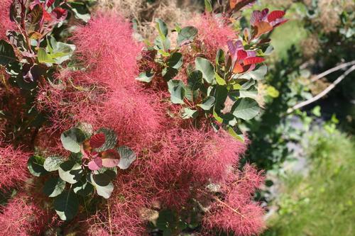 The Velvet Fog™ Smokebush Cotinus coggygria The Velvet Fog™ PP#32352 from Pender Nursery
