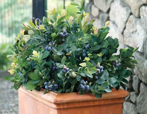Peach Sorbet® Blueberry Vaccinium Peach Sorbet® PP#23325 from Pender Nursery