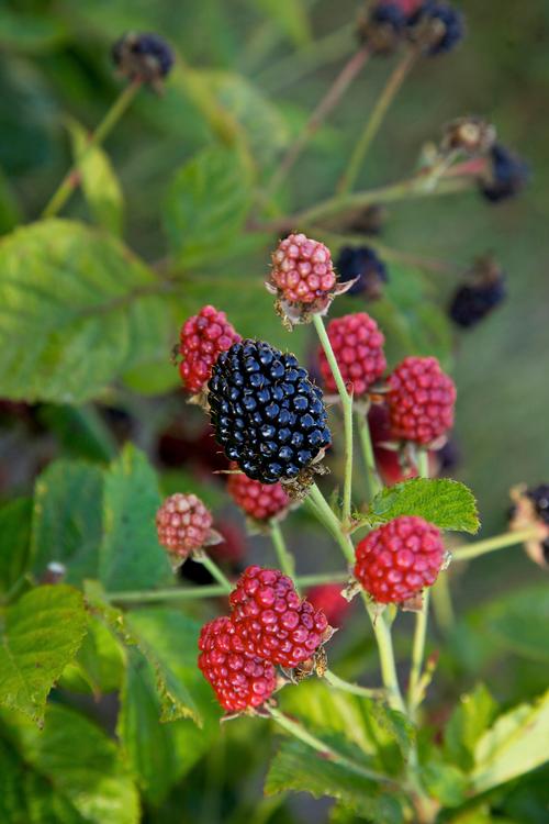 Baby Cakes® Blackberry Rubus Baby Cakes® PP#27032 from Pender Nursery