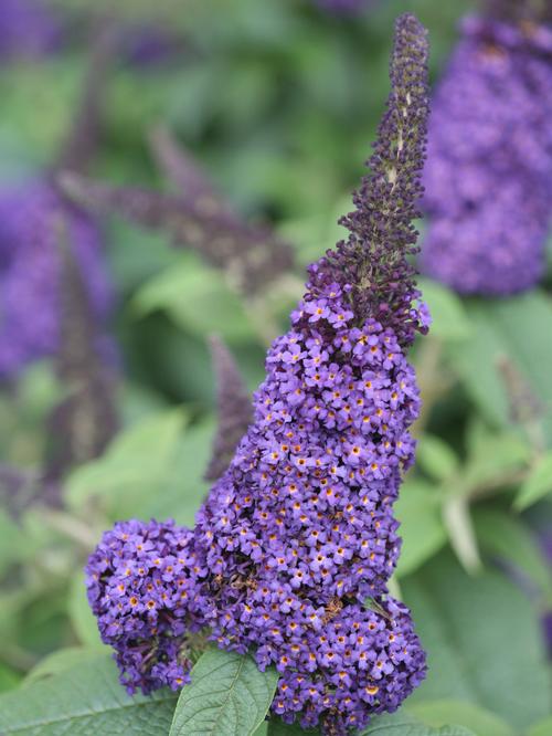 Pugster Blue® Butterfly Bush Buddleia Pugster Blue® PP#28794 from Pender Nursery