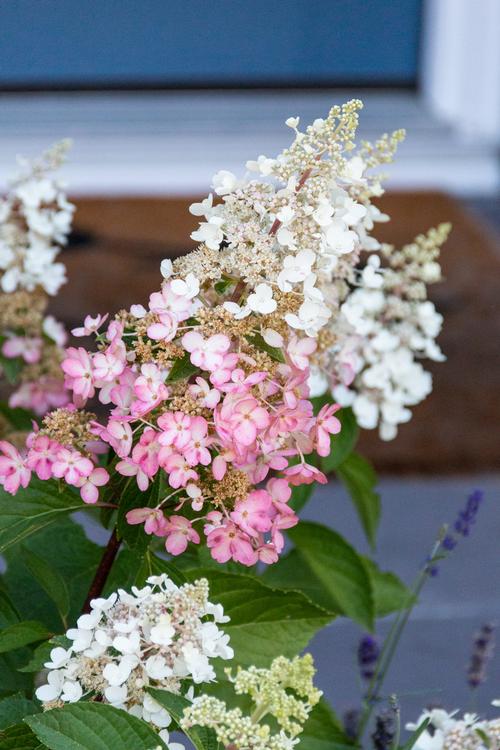 Candelabra™ Hardy Hydrangea Hydrangea paniculata Candelabra™ PP#27472 from Pender Nursery