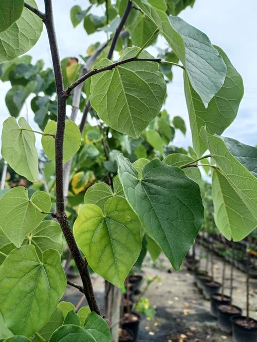 Pink Pom Poms Eastern Redbud Cercis canadensis 'Pink Pom Poms' PP#27630 from Pender Nursery