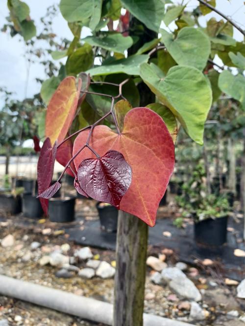 Flame Thrower® Eastern Redbud Cercis canadensis Flame Thrower® PP#31260 from Pender Nursery
