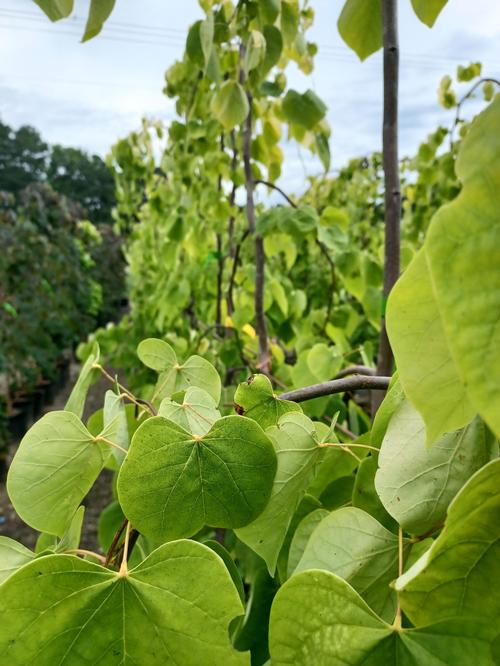 Golden Falls® Eastern Redbud Cercis canadensis Golden Falls® PP#31658 from Pender Nursery