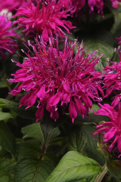 Balmy™ Purple Bee Balm Monarda didyma Balmy™ Purple PP#25561 from Pender Nursery