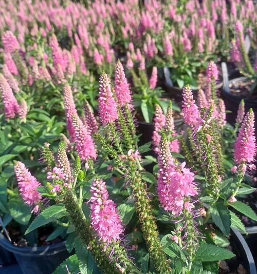 First Love Speedwell Veronica 'First Love' PP#21478 from Pender Nursery