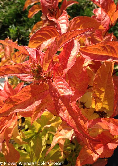 Kodiak® Orange Bush Honeysuckle Diervilla Kodiak® Orange PP#27548 from Pender Nursery