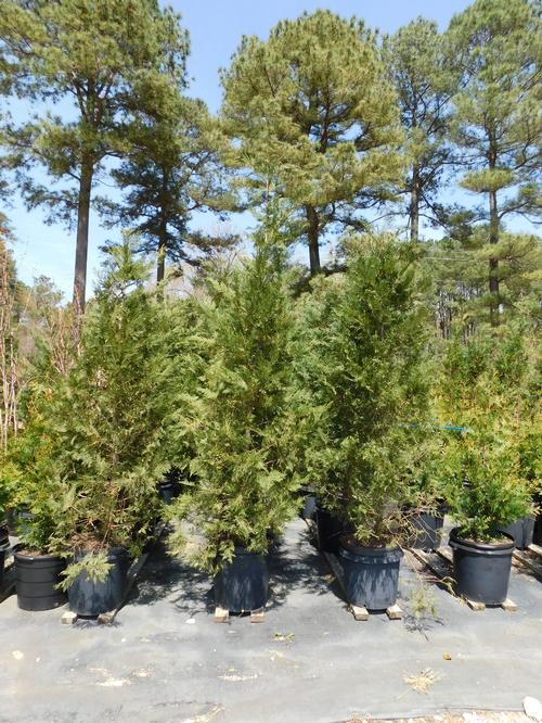 Murray Cypress Callitropsis x leylandii Murray from Pender Nursery