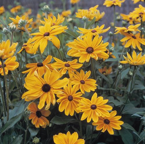 Indian Summer Black-eyed Susan Rudbeckia hirta 'Indian Summer' from Pender Nursery