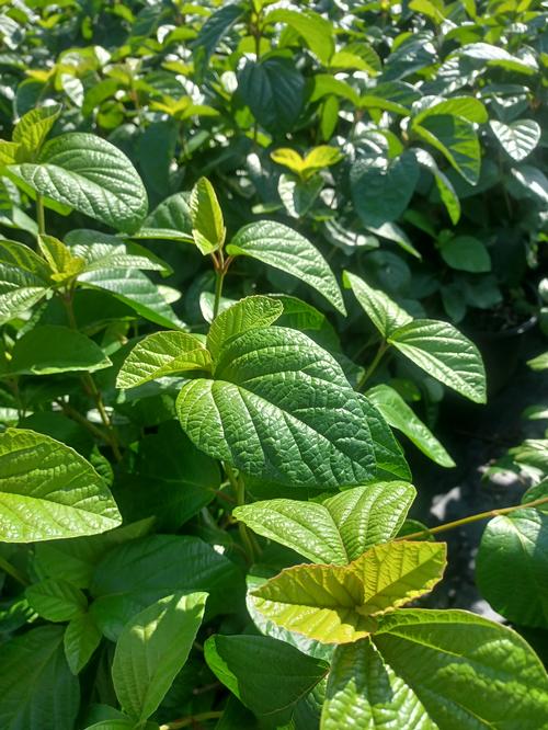 Fugitive Viburnum Viburnum x 'Fugitive' from Pender Nursery