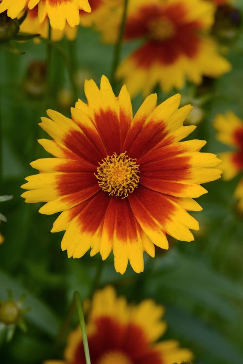Uptick™ Gold & Bronze Tickseed Coreopsis Uptick™ Gold & Bronze PP#28882 from Pender Nursery