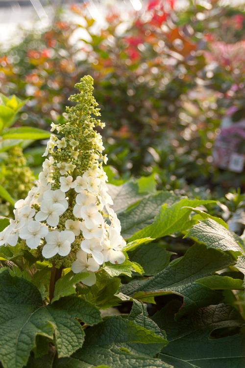 Jetstream™ Oakleaf Hydrangea Hydrangea quercifolia Jetstream™ PP#25319 from Pender Nursery