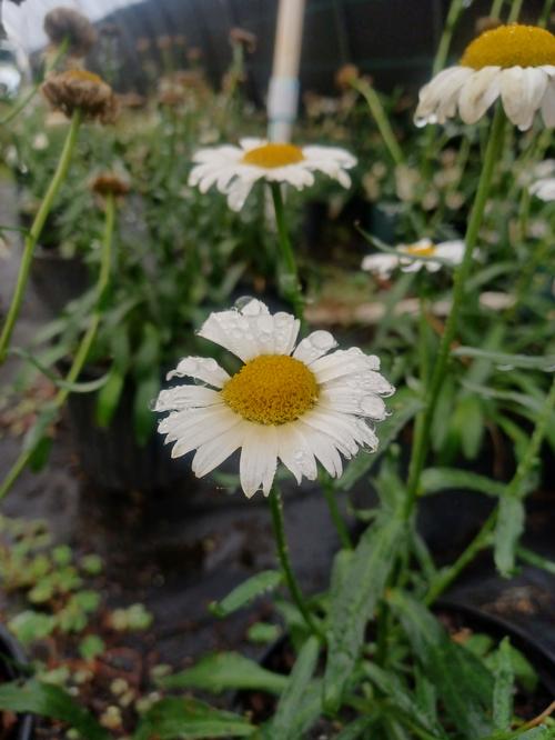 Lucille™ Chic Shasta Daisy Leucanthemum x superbum Lucille™ Chic from Pender Nursery