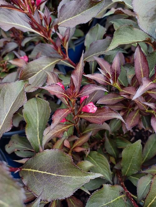 Electric Love™ Weigela Weigela x Electric Love™ PP#30065 from Pender Nursery