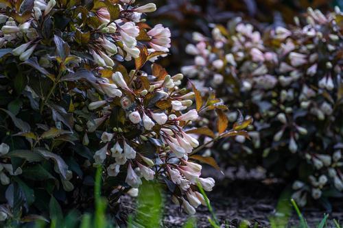 Afterglow™ Weigela Weigela x Afterglow™ PPAF from Pender Nursery