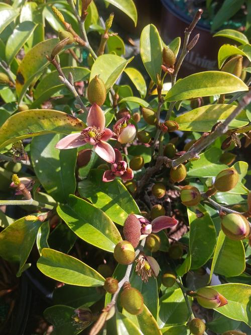 Stellar Ruby Banana Shrub Magnolia x figo 'Stellar Ruby' from Pender Nursery