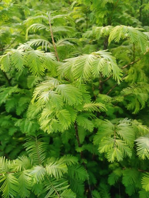 Amber Glow™ Dawn Redwood Metasequoia glyptostroboides Amber Glow™ PP#29472 from Pender Nursery