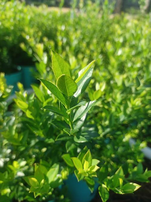 Blueberry Buckle® Blueberry Vaccinium Blueberry Buckle® PP#22521 from Pender Nursery