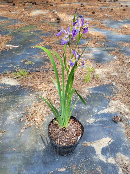 Gerald Darby Blue Flag Iris Iris versicolor 'Gerald Darby' from Pender Nursery