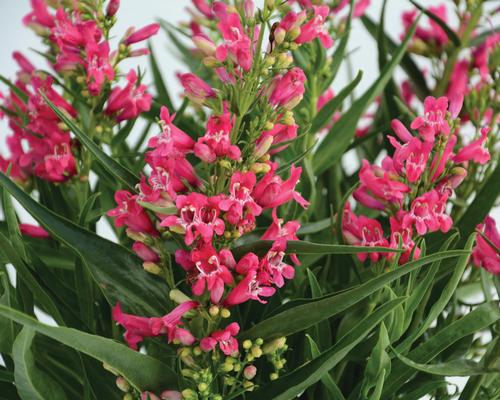 Rock Candy® Ruby Beardtongue Penstemon Rock Candy® Ruby PP#27870 from Pender Nursery