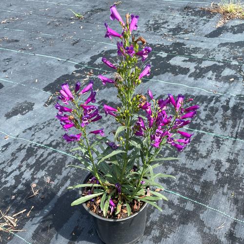 Lilac Purple Beardtongue Penstemon Pristine Lilac Purple from Pender Nursery