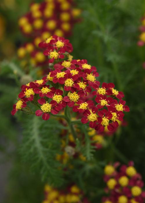 Milly Rock™ Red Yarrow Achillea millefolium Milly Rock™ Red PP#31757 from Pender Nursery