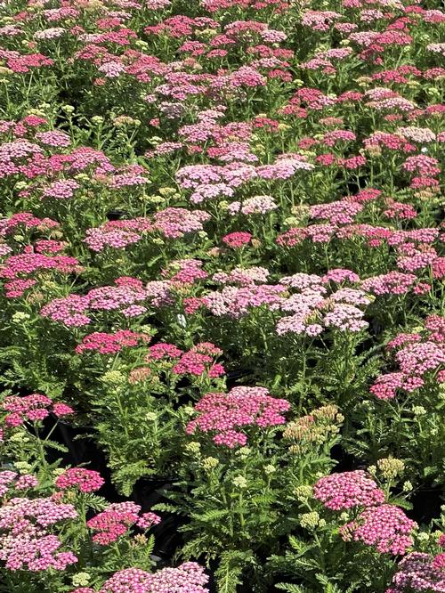 Milly Rock™ Rose Yarrow Achillea millefolium Milly Rock™ Rose PP#31620 from Pender Nursery