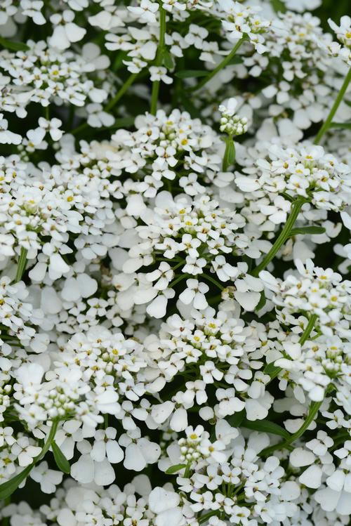 Summer Snowdrift Candytuft Iberis 'Summer Snowdrift' PP#30713 from Pender Nursery