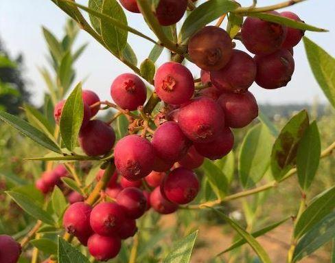 Pink Lemonade Blueberry Vaccinium x 'Pink Lemonade' from Pender Nursery
