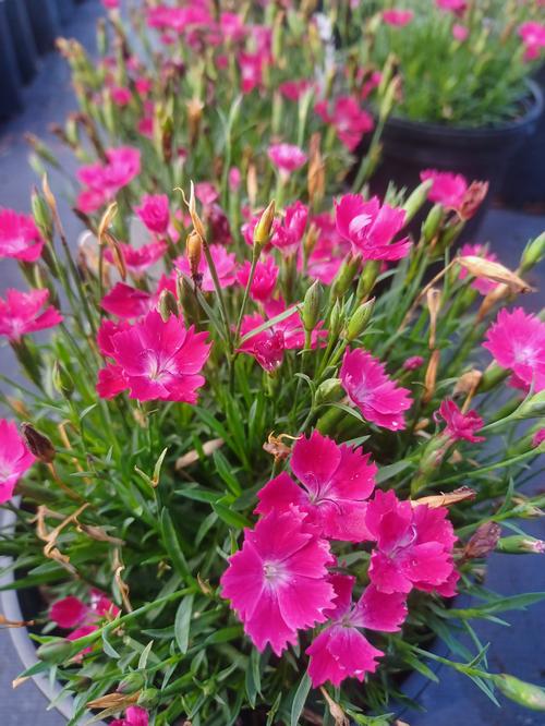 Kahori® Scarlet Dianthus Dianthus Kahori® Scarlet PP#28558 from Pender Nursery