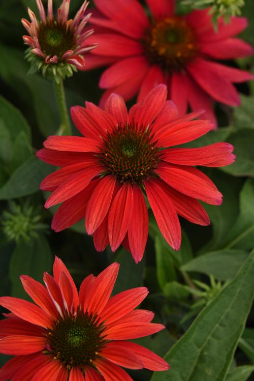 Tres Amigos Sombrero® Coneflower Echinacea Sombrero® Tres Amigos PP#30750 from Pender Nursery