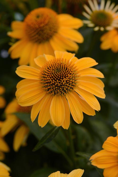 Granada Gold Sombrero® Coneflower Echinacea Sombrero® Granada Gold PP#30115 from Pender Nursery