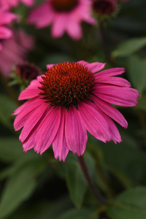 Rosada Sombrero® Coneflower Echinacea Sombrero® Rosada PP#30750 from Pender Nursery