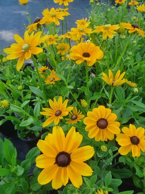 Prairie Sun Black Eyed Susan Rudbeckia hirta 'Prairie Sun' from Pender Nursery