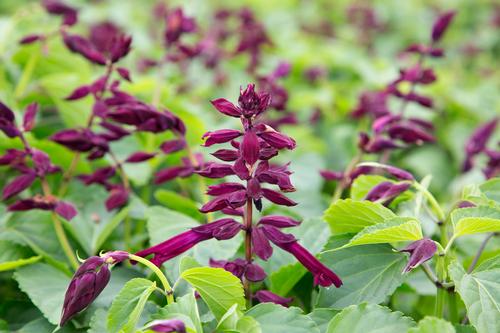 Saucy™ Wine Salvia Salvia splendens Saucy™ Wine from Pender Nursery