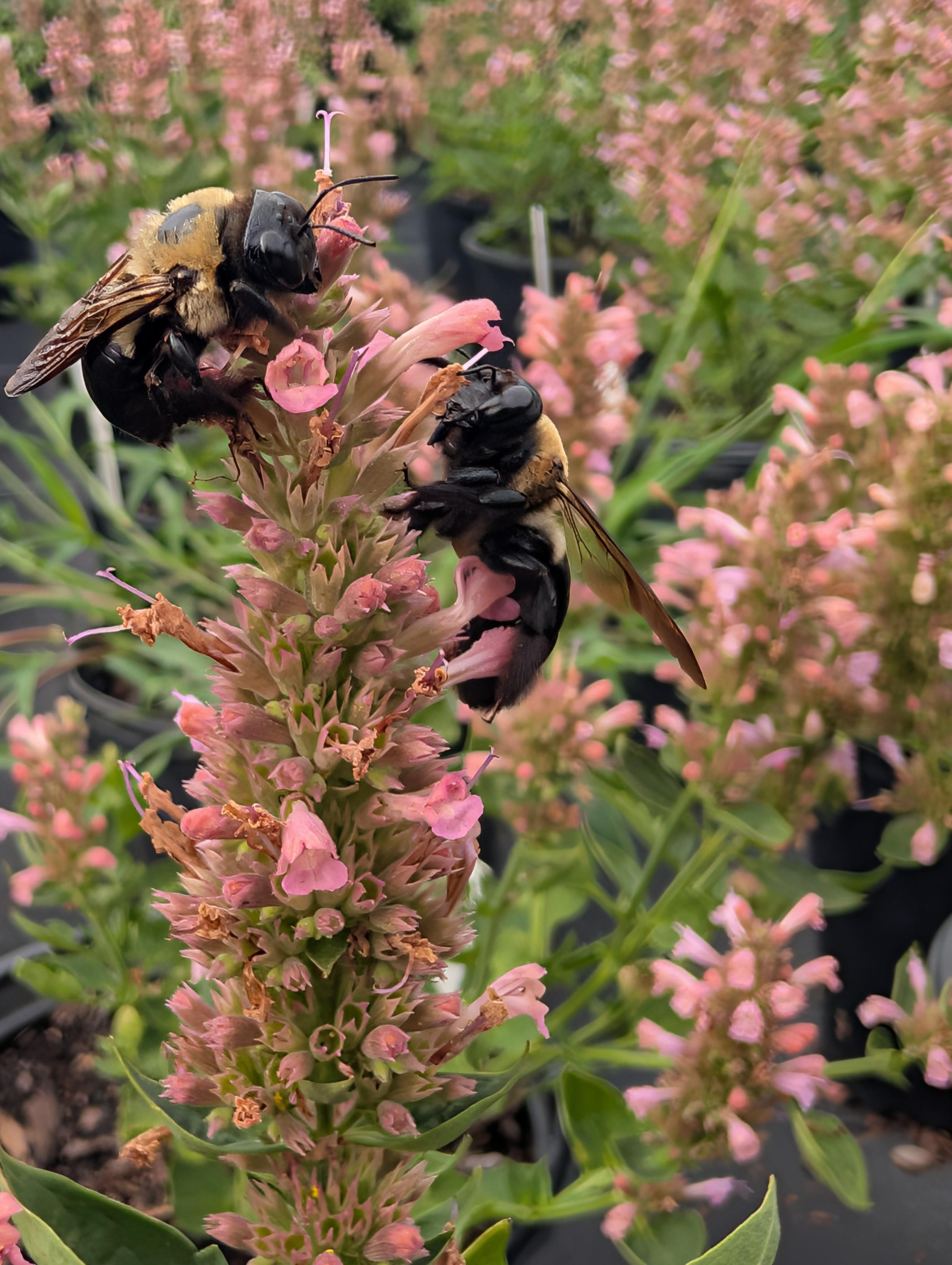 Poquito™ Lavender Hyssop Agastache Poquito™ Lavender PP#30530 from Pender Nursery