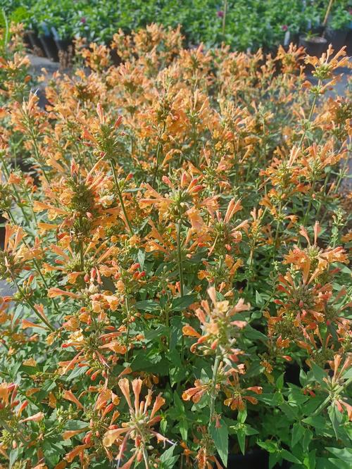 Poquito™ Orange Hyssop Agastache Poquito™ Orange PP#30506 from Pender Nursery