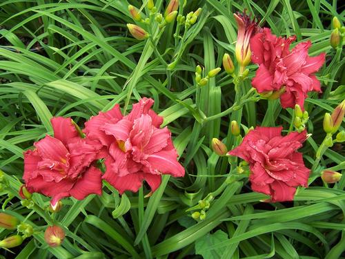Double Pardon Me Daylily Hemerocallis 'Double Pardon Me' PP#22799 from Pender Nursery