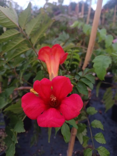 Summer Jazz™ Fire Trumpet Vine Campsis x tagliabuana Summer Jazz™ Fire PP#23917 from Pender Nursery