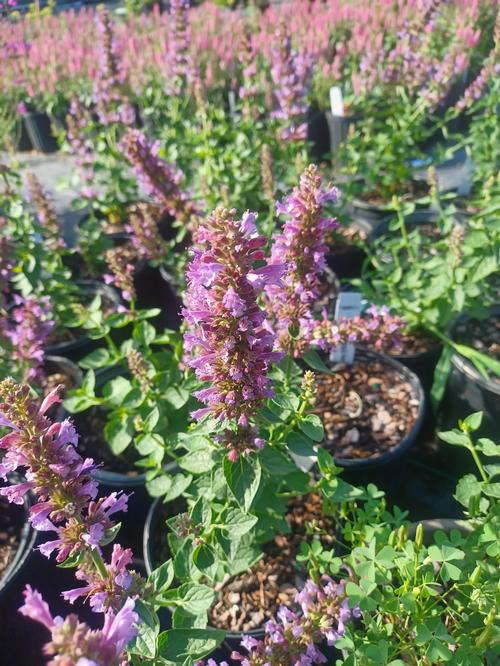Poquito™ Deep Blue Hyssop Agastache Poquito™ Dark Blue PP#28950 from Pender Nursery