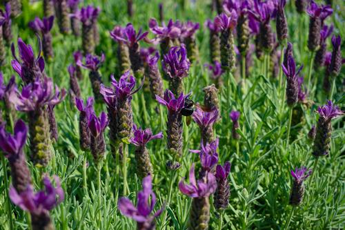 Primavera Spanish Lavender Lavandula stoechas Primavera PP#33269 from Pender Nursery