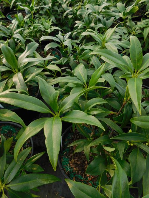 Orion™ Illicium Illicium x Orion™ PP#29938 from Pender Nursery