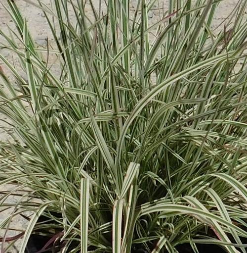 Chameleon Little Bluestem Schizachyrium scoparium 'Chameleon' PP#31339 from Pender Nursery