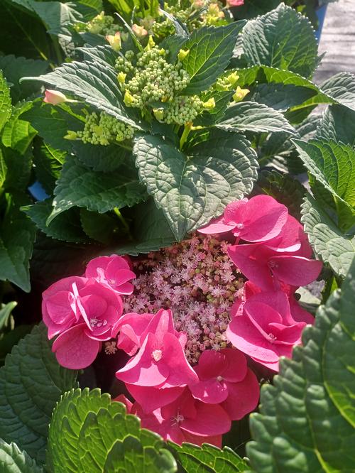 Cherry Explosion™ Bigleaf Hydrangea Hydrangea macrophylla Cherry Explosion™ PP#28757 from Pender Nursery