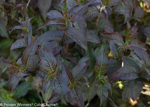 Kodiak® Black Bush Honeysuckle Diervilla Kodiak® Black PP#27550 from Pender Nursery
