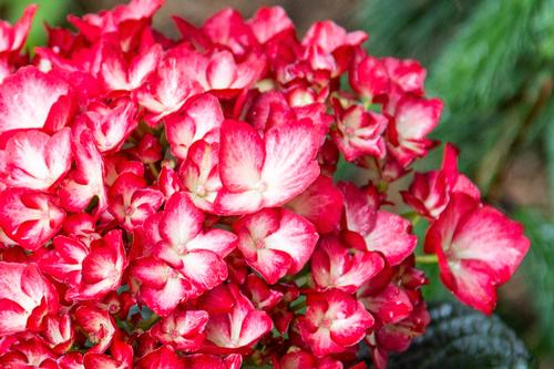 Kimono™ Bigleaf Hydrangea Hydrangea macrophylla Kimono™ PPAF from Pender Nursery